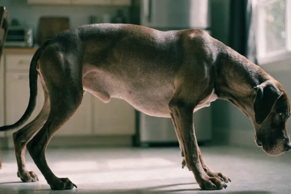 Great Dane with visible abdominal distension showing signs of discomfort, a warning sign of bloat