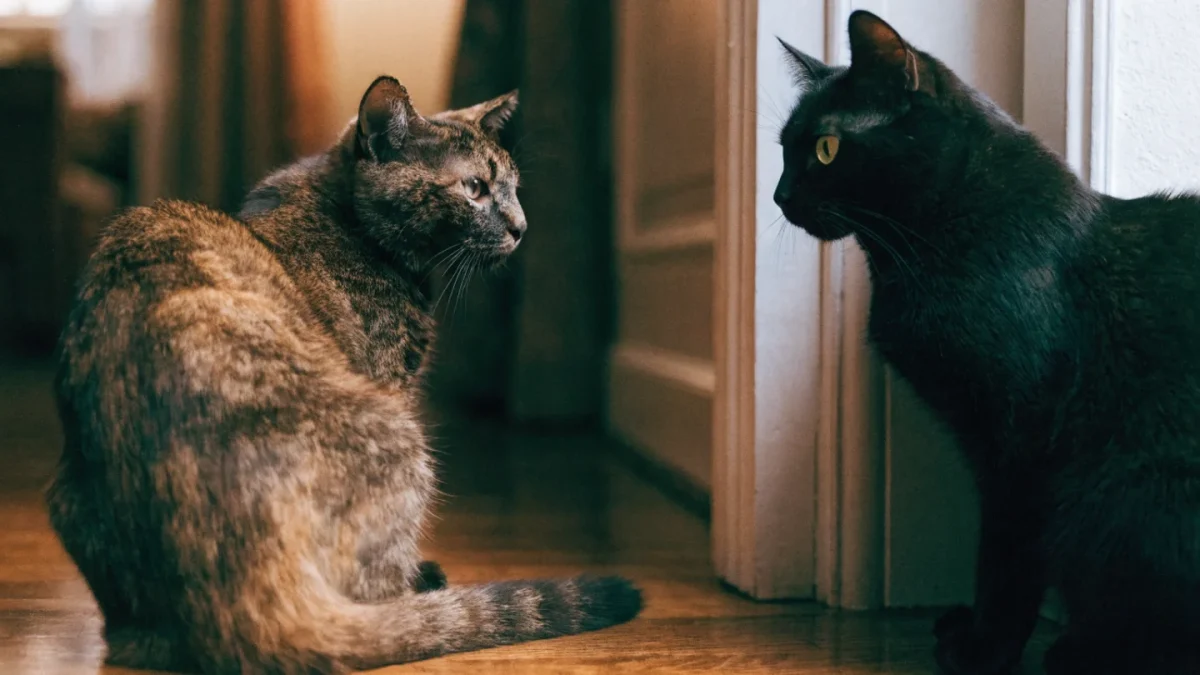 Adding a New Pet to Your Household: The Complete Guide