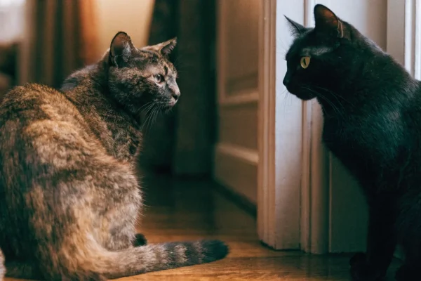 Two cats cautiously investigating each other through a doorway in a home