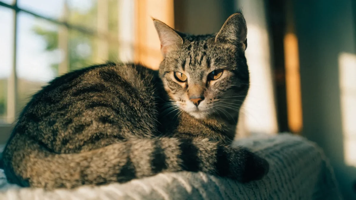 Adopting a Senior Cat: What Makes Them So Special