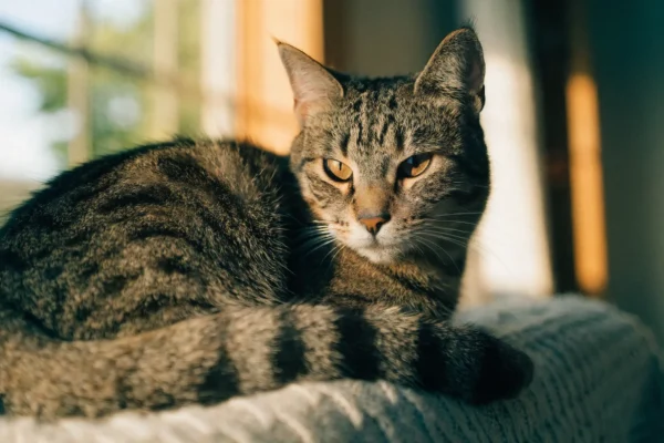 A senior tabby cat curled peacefully on a soft blanket near a sunlit window