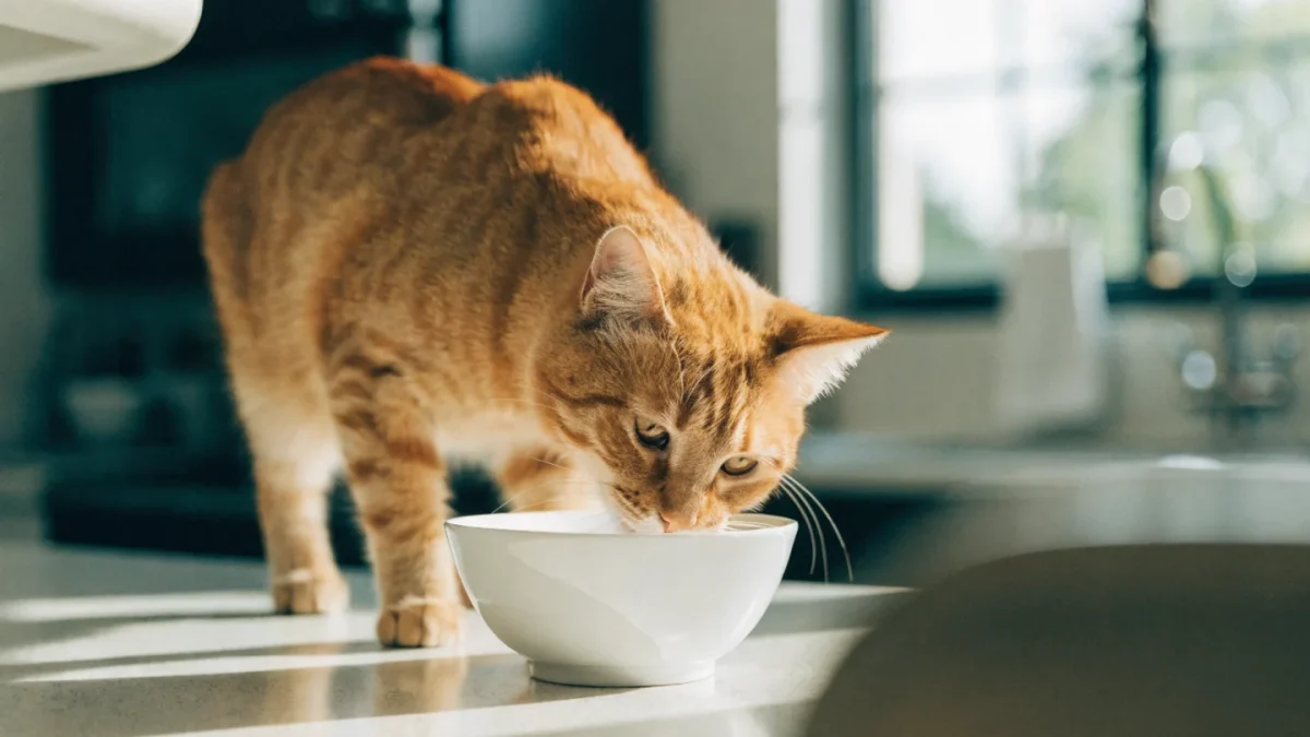 Adult Cat Maintenance Nutrition: What to Feed and How Much