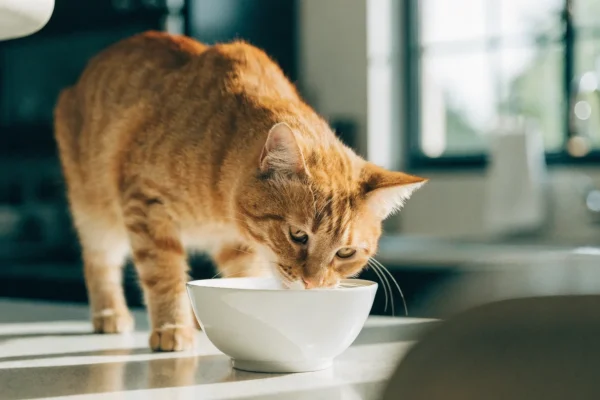 Adult tabby cat eating from a food bowl in a well-lit kitchen