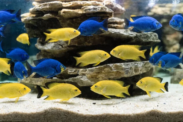 A Lake Malawi cichlid tank with rockwork, electric yellow and cobalt blue mbuna cichlids swimming among the stones