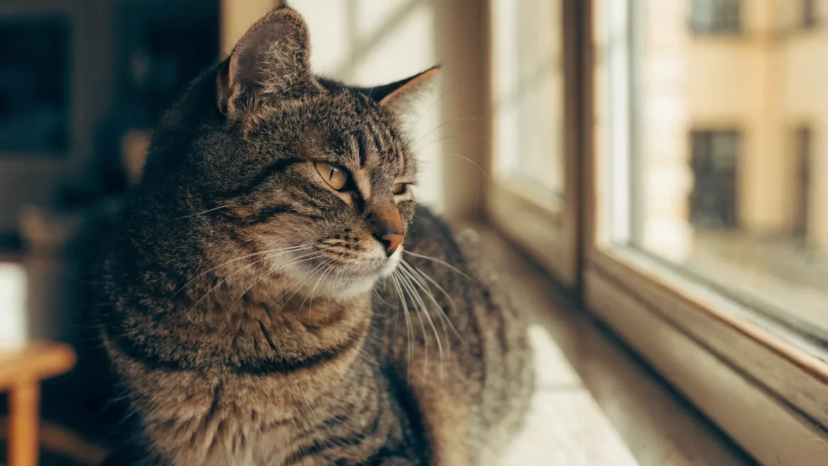 Age-Related Health Changes in Senior Dogs and Cats