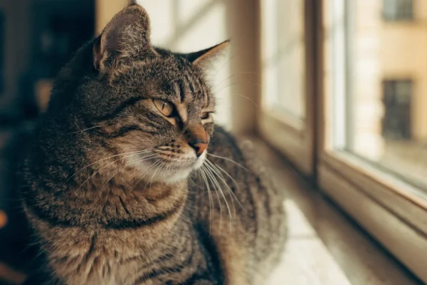Senior tabby cat resting in sunlight — cats show age-related changes gradually, making attentive monitoring important