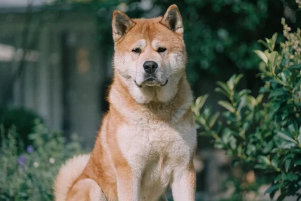 Akita with a red fawn coat sitting calmly and alertly in a home garden