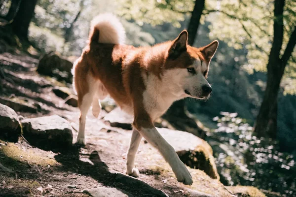 Red and white Akita hiking along a wooded mountain trail