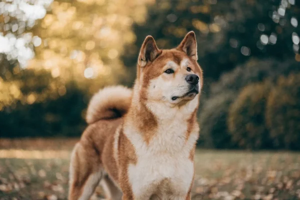 Red sesame Akita with cream urajiro markings standing in an autumn park