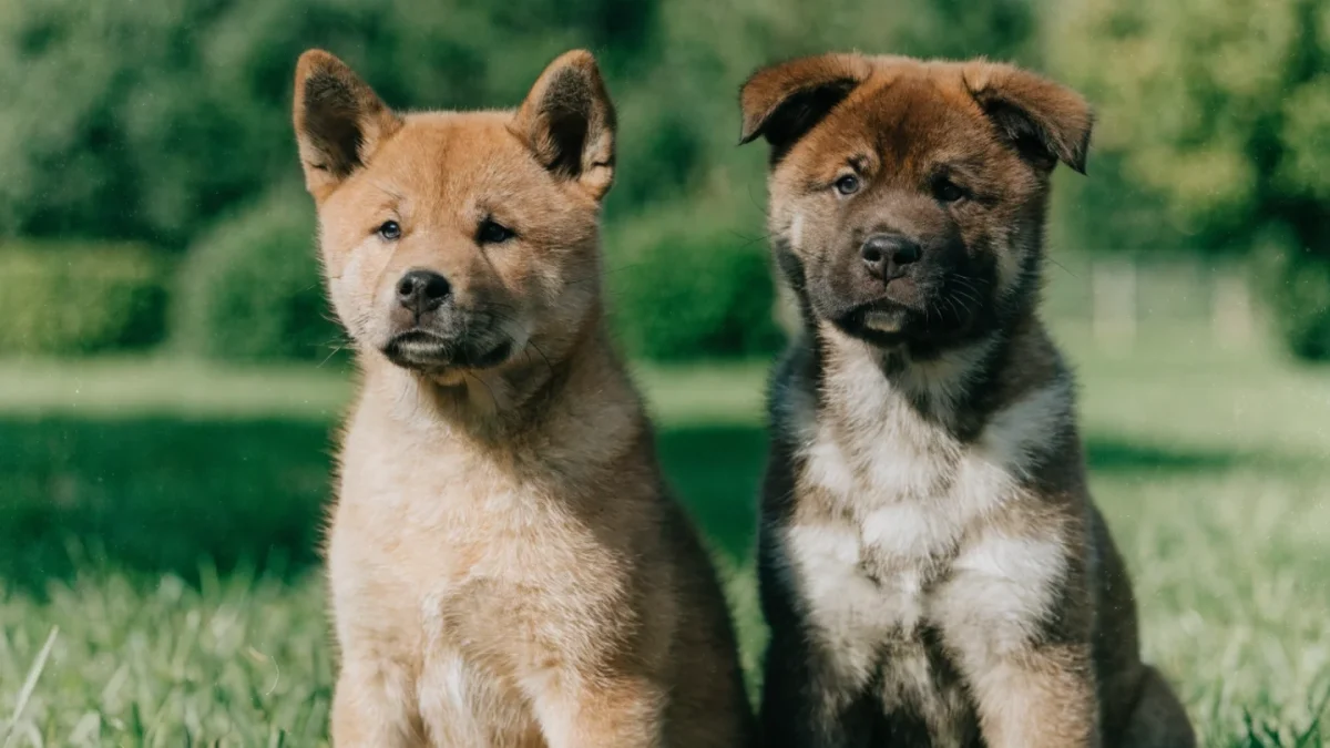 Akita Puppy Buying Guide: Japanese vs American Akita