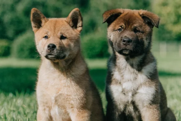 Two Akita puppies side by side showing the Japanese and American type differences