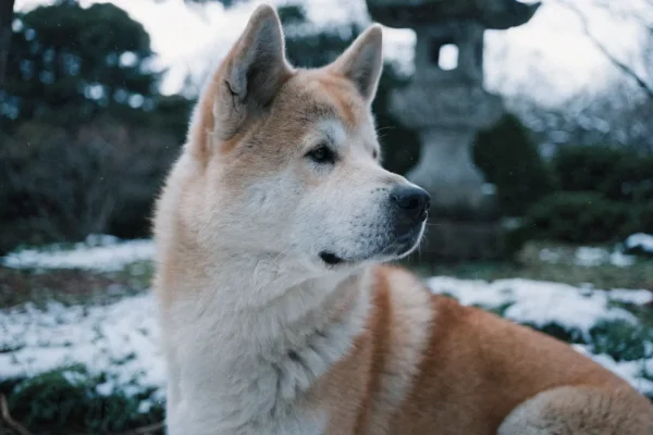 Fawn Akita sitting with alert composure in a snow-dusted Japanese garden with a stone lantern in the background