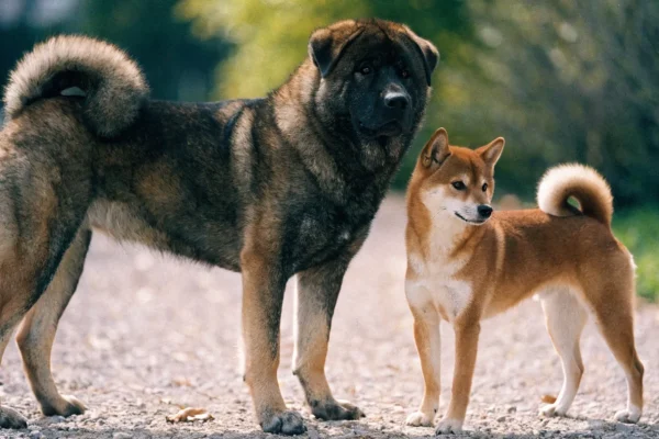 Large Akita standing beside a much smaller Shiba Inu showing their size difference