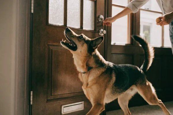Dog alert barking at front door as owner manages arrival of visitors