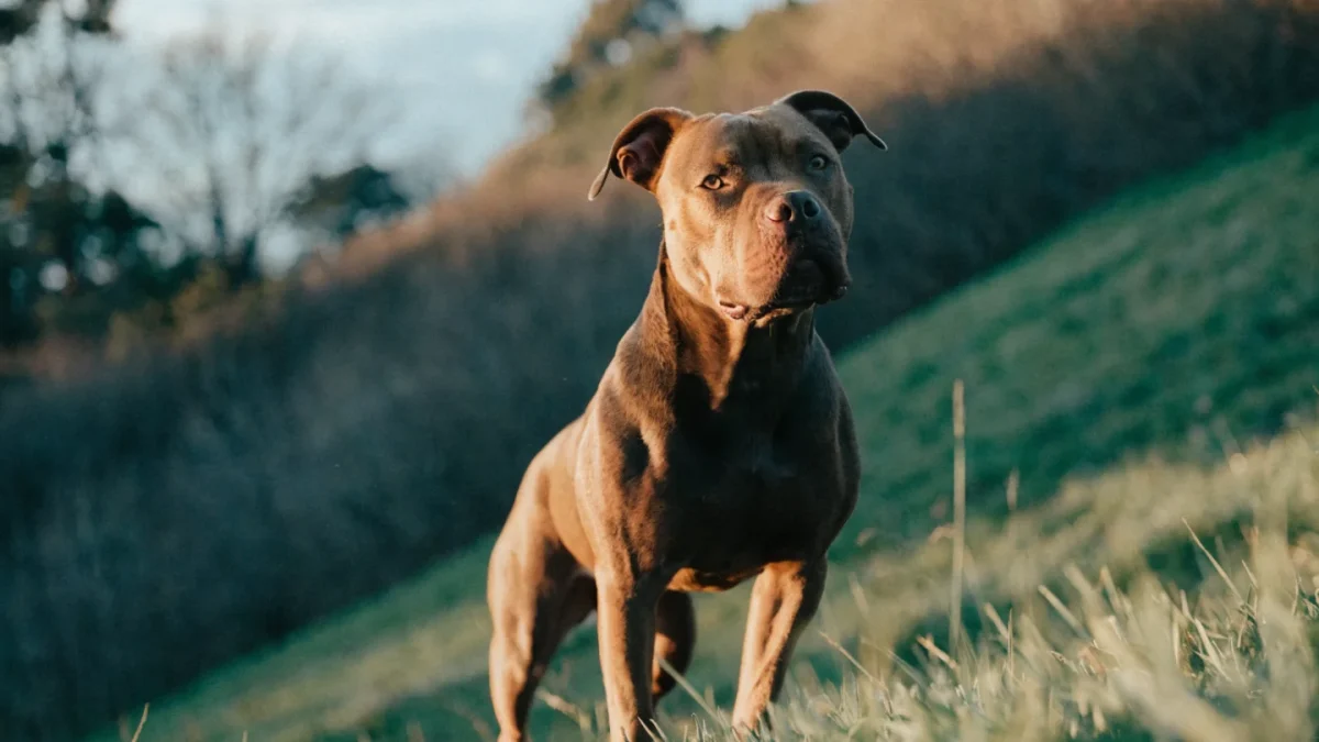 American Pit Bull Terrier: The Complete Breed Guide