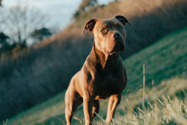 Red-nosed American Pit Bull Terrier standing confidently on a grassy hillside in warm golden-hour light