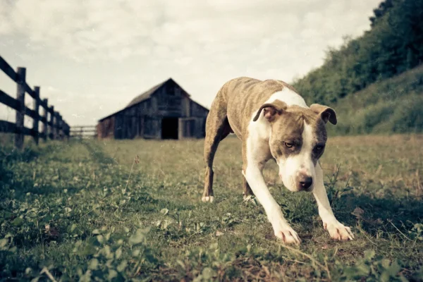 American Pit Bull Terrier in a rural farm setting with wooden fence and barn in soft overcast light