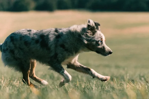 Blue merle Australian Shepherd running across a grassy field