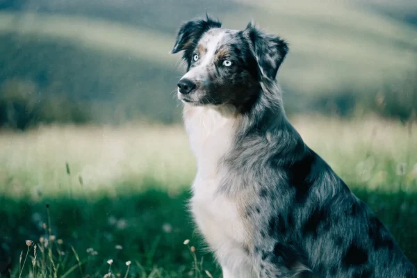Blue merle Australian Shepherd standing outdoors, showing the breed's mottled coat pattern and blue eyes