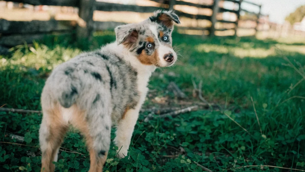 Australian Shepherd Puppy Buying Guide: What to Look For