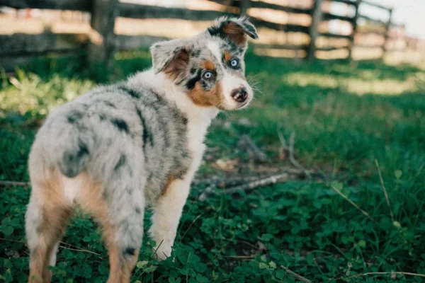 Australian Shepherd puppy with a blue merle coat standing in a field