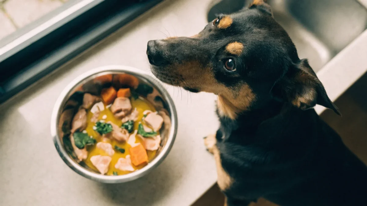 Balancing Homemade Dog Food: Nutrients You Must Include