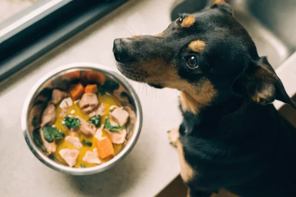 Bowl of freshly prepared balanced homemade dog food with chicken, vegetables, and oil