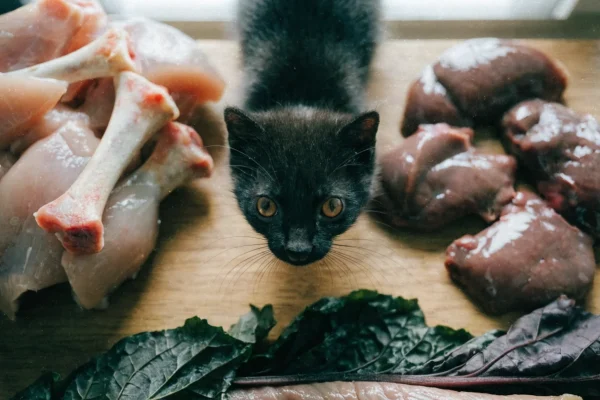 Raw dog food ingredients showing muscle meat, bone-in chicken, and organ meat in correct proportions