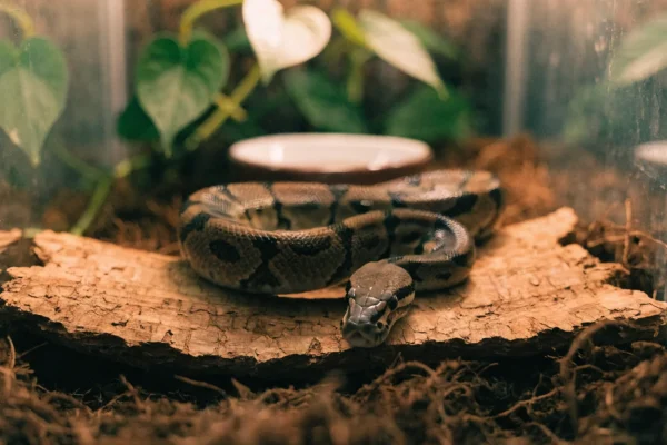 Adult ball python resting on cork bark inside a tropical vivarium with coconut fiber substrate and warm lighting
