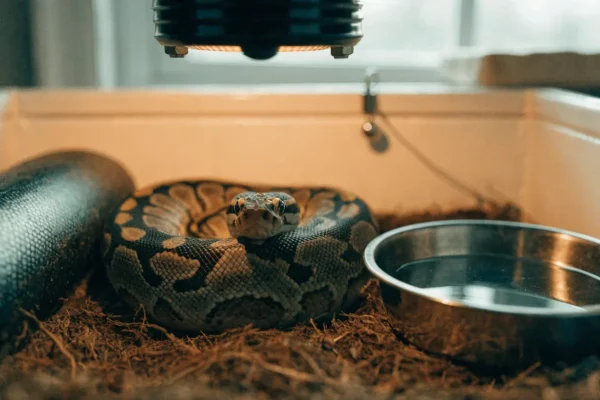Adult ball python coiled in a PVC enclosure with coconut fiber substrate, hide, and water bowl