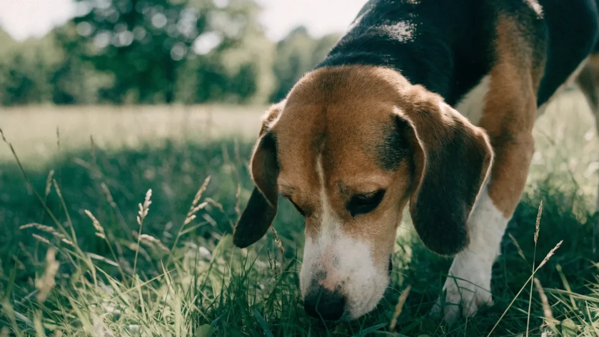 5 Common Misconceptions About Beagles
