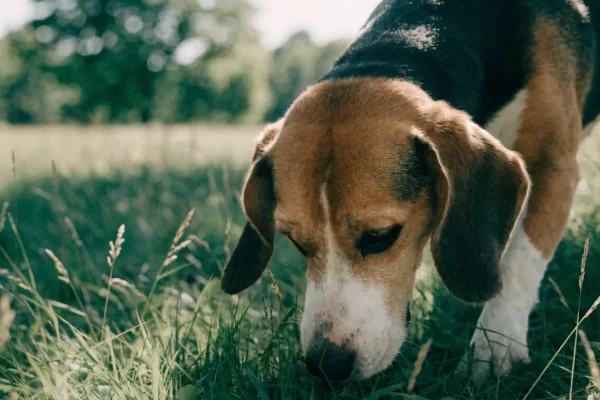 Tricolor beagle following a scent trail nose-down through meadow grass
