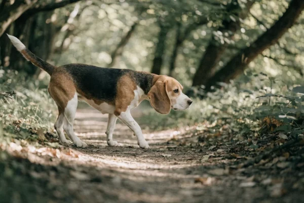 Tricolor beagle walking along a forest trail in early autumn with dappled sunlight filtering through the trees