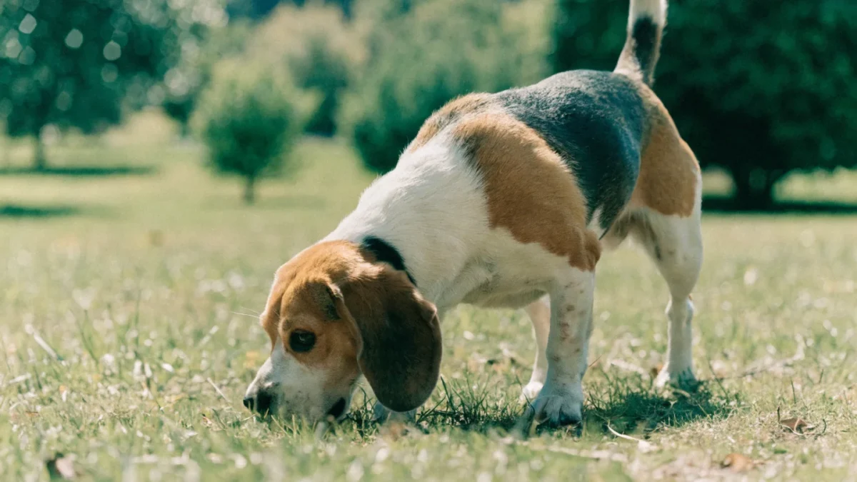 Beagle Exercise Needs: Channeling That Hound Energy