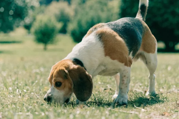 Tricolor Beagle with nose to the ground on a scent trail in a park, illustrating the breed's strong hound drive