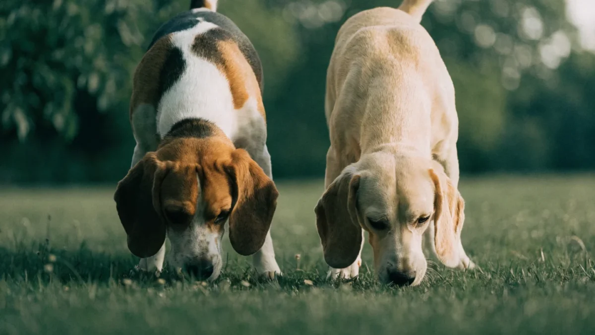 Beagle Genetics: Coat Colors, Size Variations, and Scent Receptor Science