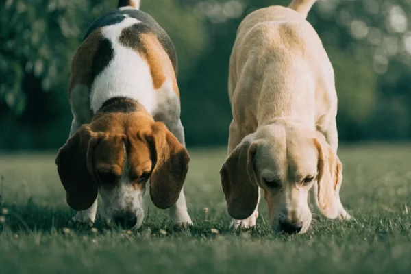 Tricolor and lemon beagles side by side outdoors, showing contrasting coat color genetics