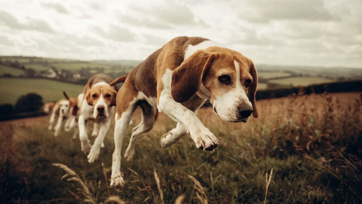 History of the Beagle: Ancient Scent Hounds to Snoopy’s Inspiration