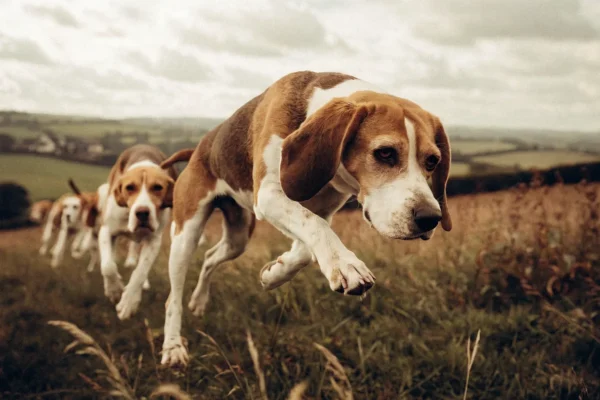 Pack of beagles running through an English countryside field with rolling green hills under an overcast sky