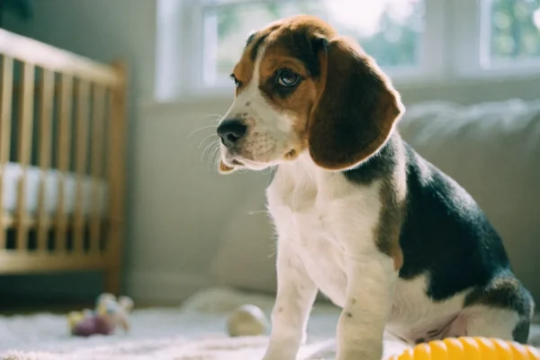 Beagle puppy sitting among toys in a home nursery setting