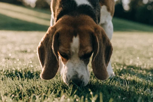 Beagle tracking a scent through a dewy meadow at golden hour with ears draped forward