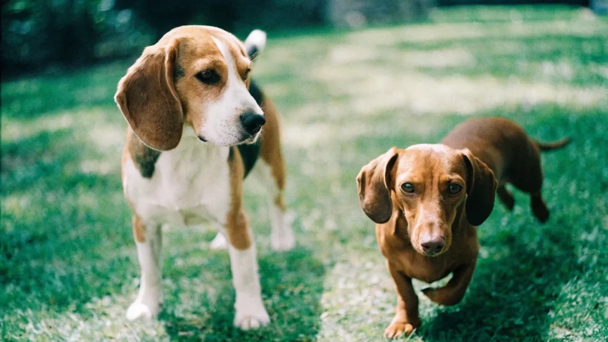 Beagle vs Dachshund: Small Hound Breeds Compared