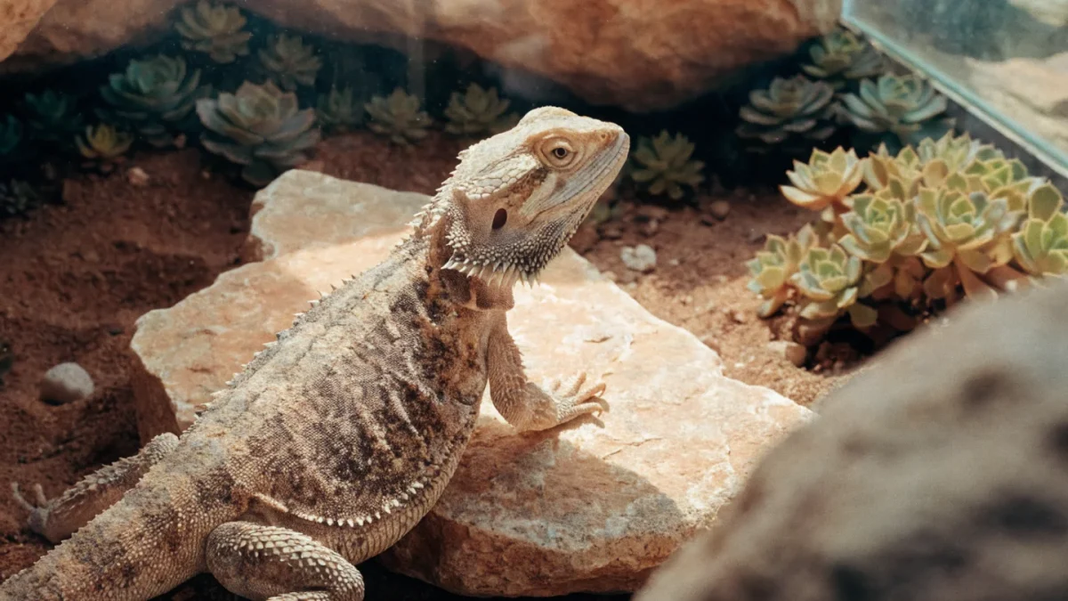 Complete Bearded Dragon Care Guide: Habitat, Diet, Health, and Handling