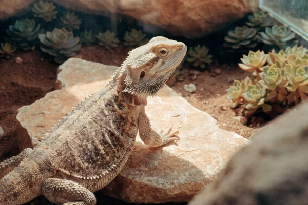 Adult bearded dragon basking on sandstone rock in a desert-style vivarium with warm overhead lighting