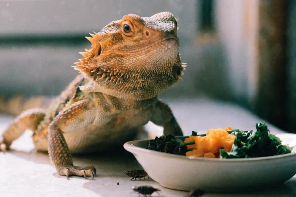 Bearded dragon beside a dish of chopped leafy greens and squash with feeder insects nearby
