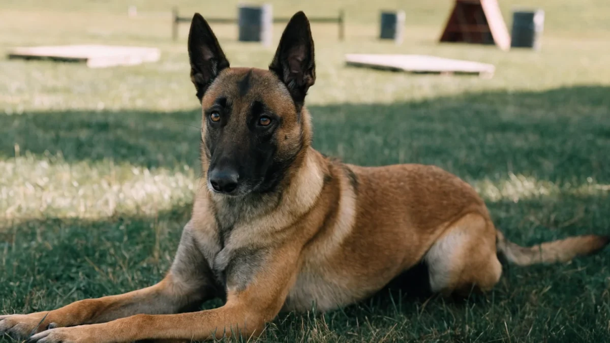 5 Common Misconceptions About Belgian Malinois