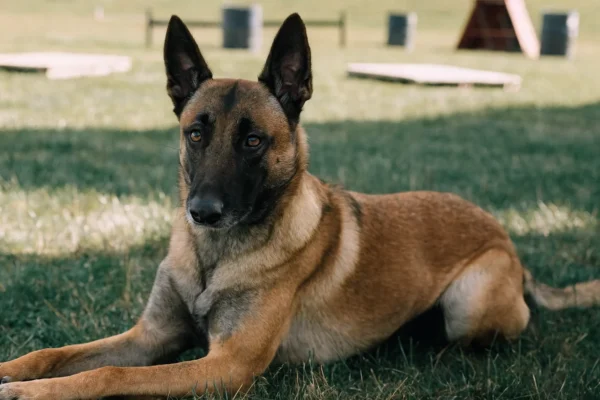 Belgian Malinois in a calm down-stay on a training field with focused eyes and relaxed body posture