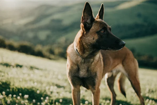 Belgian Malinois standing alert on a grassy hillside during golden hour with warm natural lighting