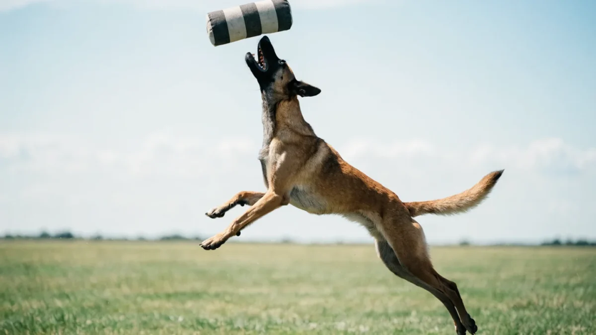 Belgian Malinois Exercise Needs: Meeting Extreme Physical and Mental Demands