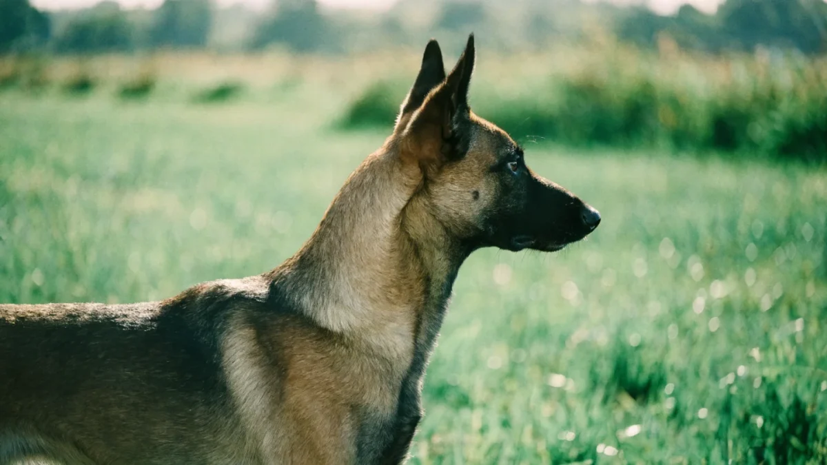 Belgian Malinois Genetics: Four Belgian Shepherd Varieties and Health DNA